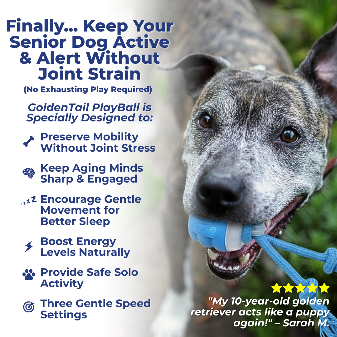 The Smart Toy That Keeps Aging Dogs Gently Active & Mentally Sharp