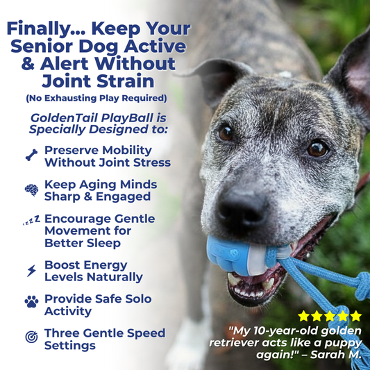 The Smart Toy That Keeps Aging Dogs Gently Active & Mentally Sharp