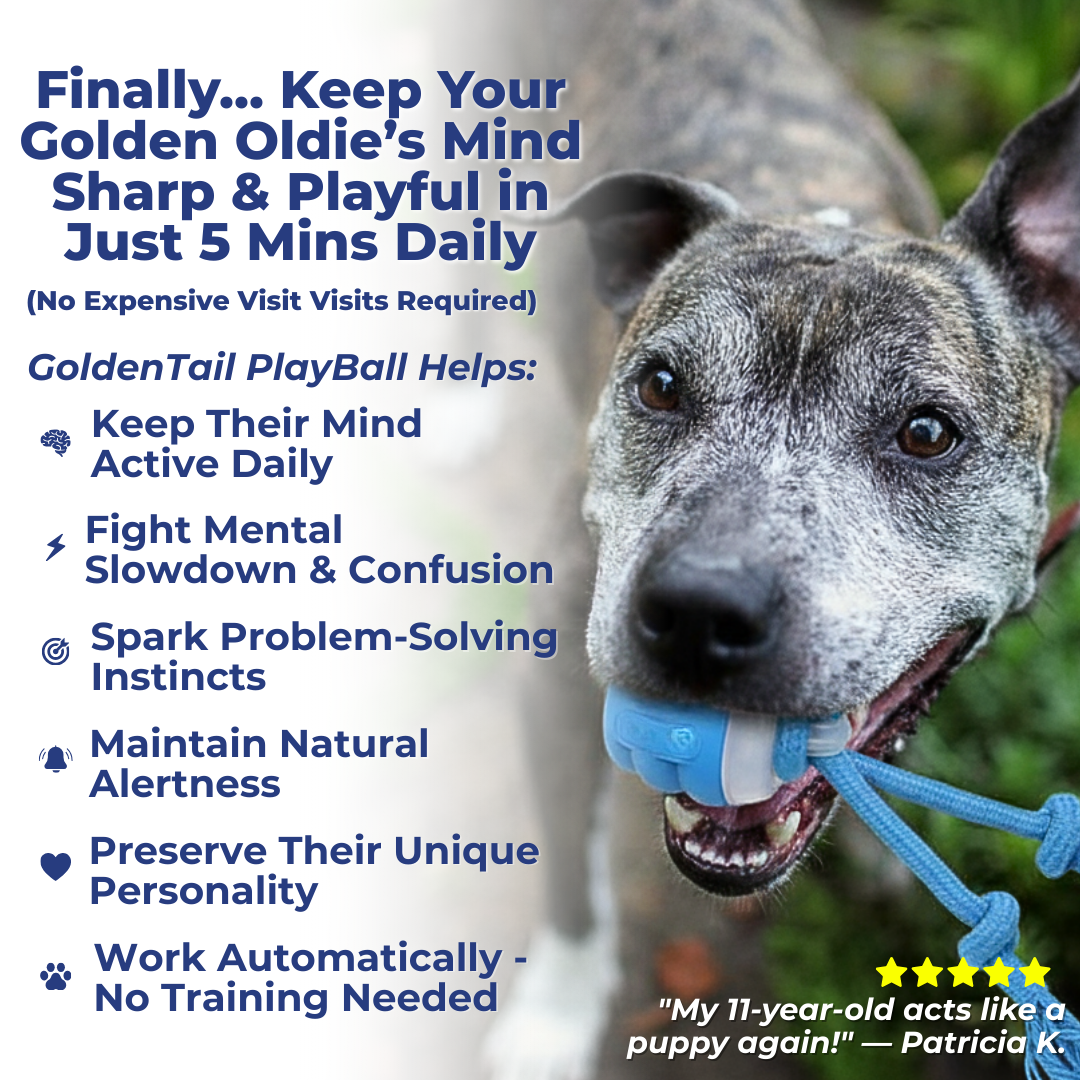 The Smart Toy That Brings Out Your Senior Dog's Playful Side